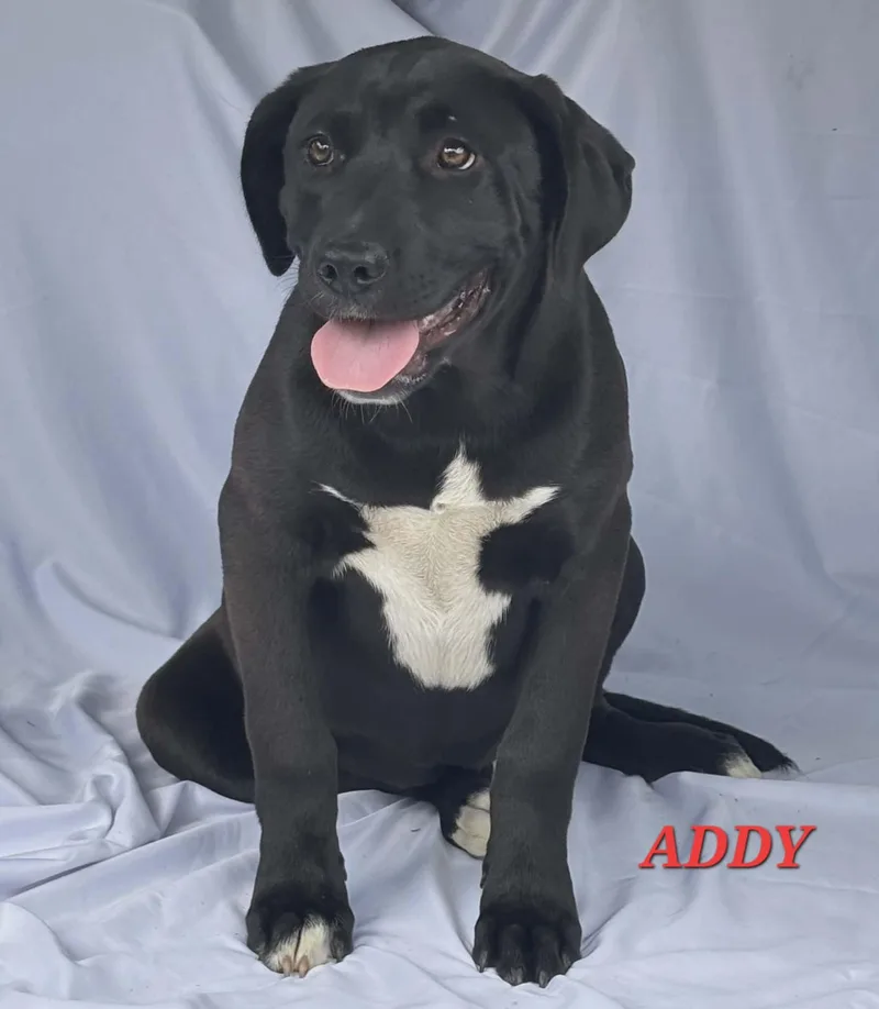 A young large-sized female Labrador Retriever dog named Addy for adoption in Hillsdale, NY