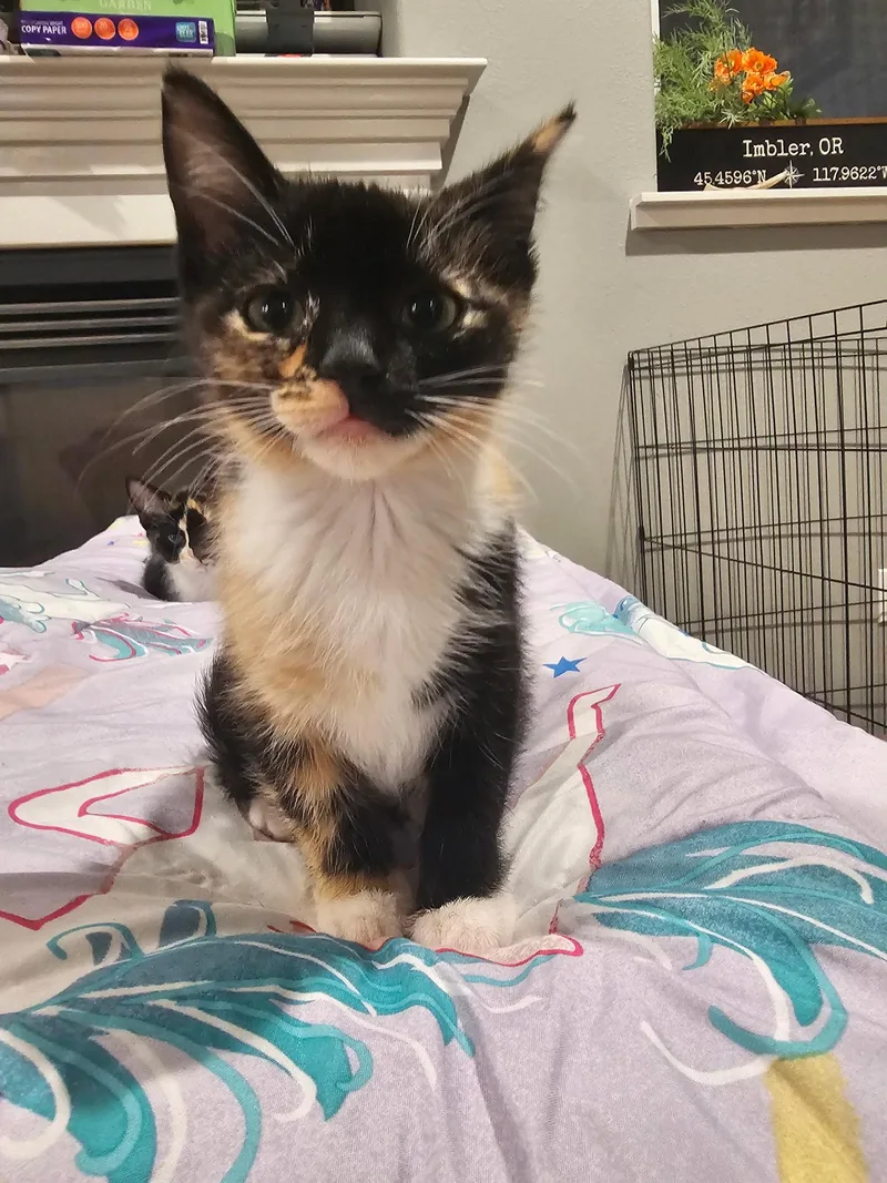 A baby medium-sized female Calico cat named Marge Simpson for adoption in Pendleton, OR