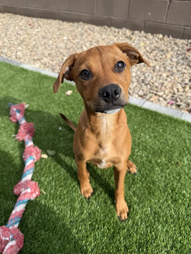 A baby medium-sized male Golden Terrier dog named Duke for adoption in Las Vegas, NV