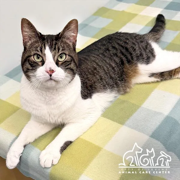 An adult small-sized male Domestic Short Hair cat named Cody for adoption in Irvine, CA