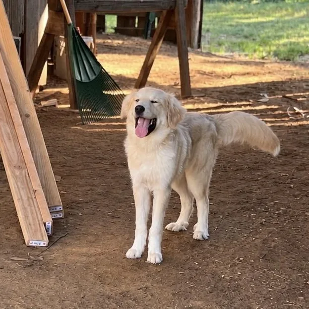 A baby large-sized female Golden Retriever dog named Honeysuckle for adoption in Medfield, MA