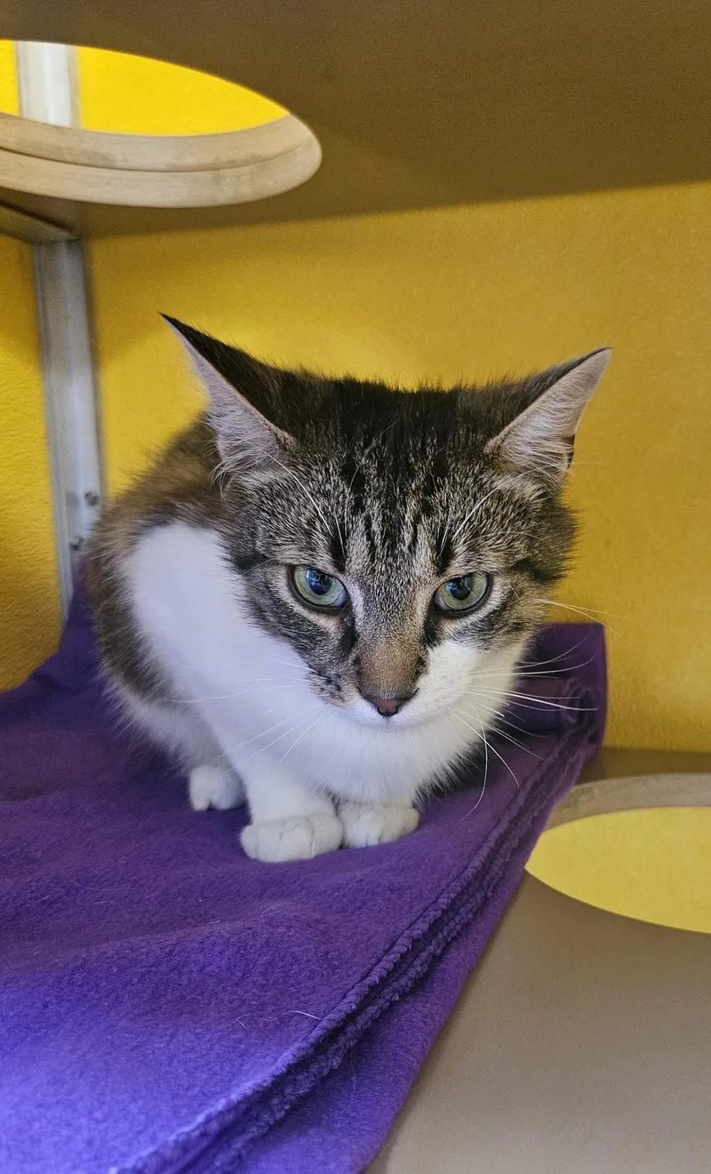 A young medium-sized male Tabby (Tiger Striped) Domestic Short Hair cat named Moe for adoption in Fall River, MA