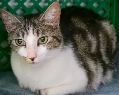 An adult small-sized male Domestic Short Hair cat named Chase for adoption in West Seneca, NY