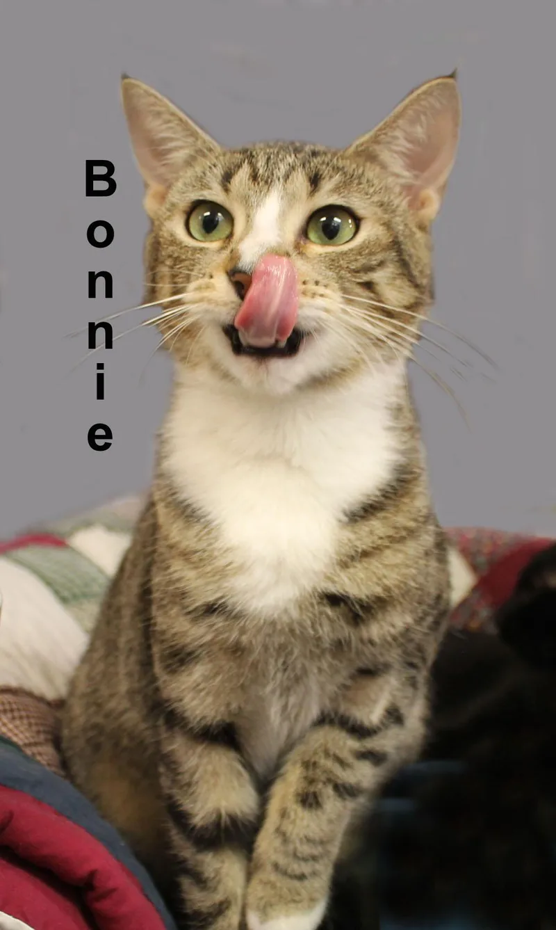 An adult medium-sized female Tabby (Brown / Chocolate) Domestic Short Hair cat named BonnieFei. for adoption in Stowe, PA