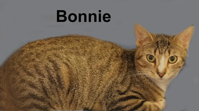 BonnieFei. thumbnail 6