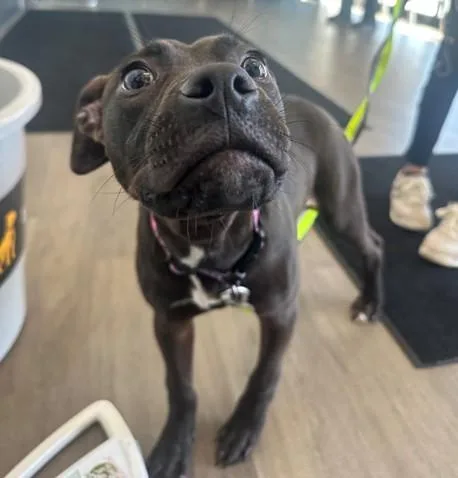 A baby small-sized female Pit Bull Terrier dog named Bumble Bee for adoption in Toledo, OH