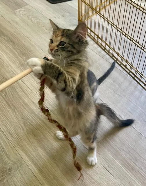 A baby small-sized female Domestic Short Hair cat named Hypothesis for adoption in New Braunfels, TX