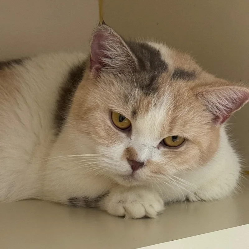 An adult medium-sized female Calico Munchkin cat named Candy Corn for adoption in Hinesville, GA