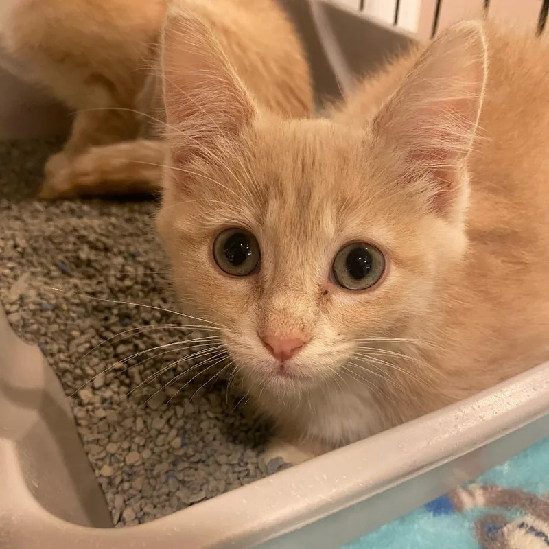 A baby small-sized male Buff / Tan / Fawn Domestic Short Hair cat named Gurgle for adoption in Deerfield, IL