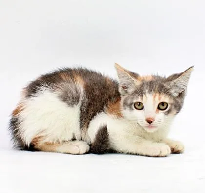 A baby small-sized female Domestic Short Hair cat named Tres for adoption in Morton Grove, IL