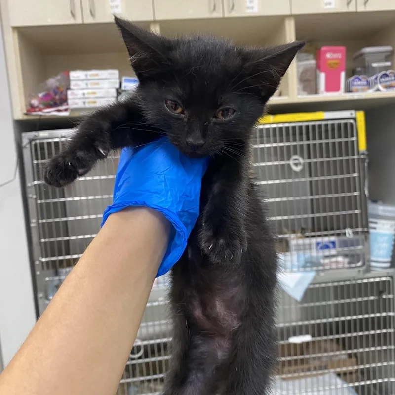 A baby small-sized male Black Domestic Short Hair cat named Equinox for adoption in Westminster, CA