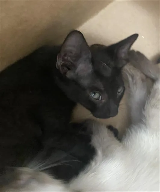 Luna
