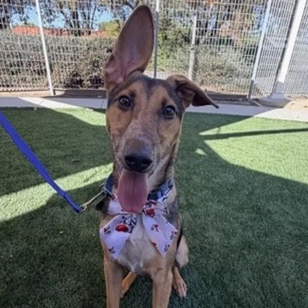 A young medium-sized male Cattle Dog named Pumpernickle for adoption in Walnut Creek, CA