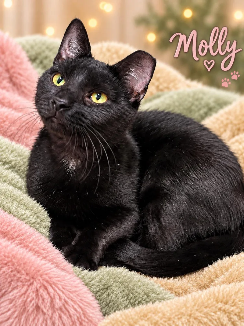 MollyWillow Grove thumbnail 2