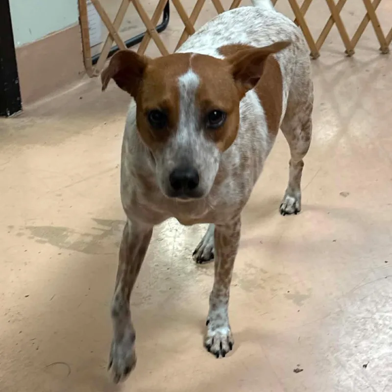 An adult medium-sized female White / Cream Cattle Dog dog named Maisie for adoption in Walden, NY