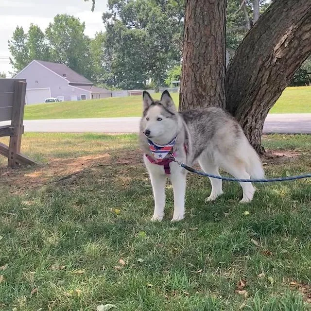 An adult medium-sized female Siberian Husky dog named Rei for adoption in Methuen, MA