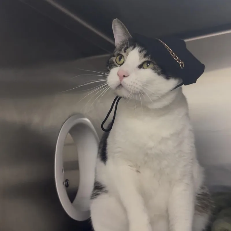 An adult extra large-sized male Brown / Chocolate Domestic Short Hair cat named Manu for adoption in Middleburg, FL