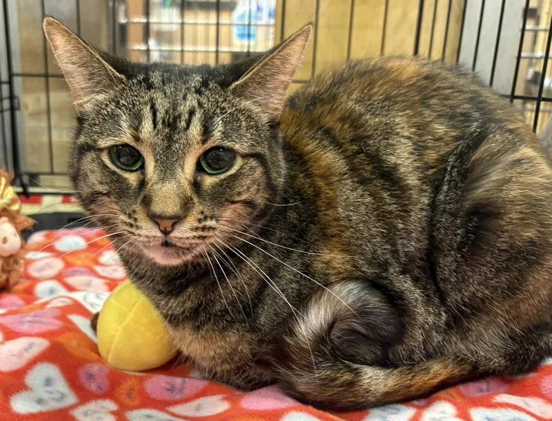 An adult medium-sized female Domestic Short Hair cat named Olivia for adoption in McKinney, TX