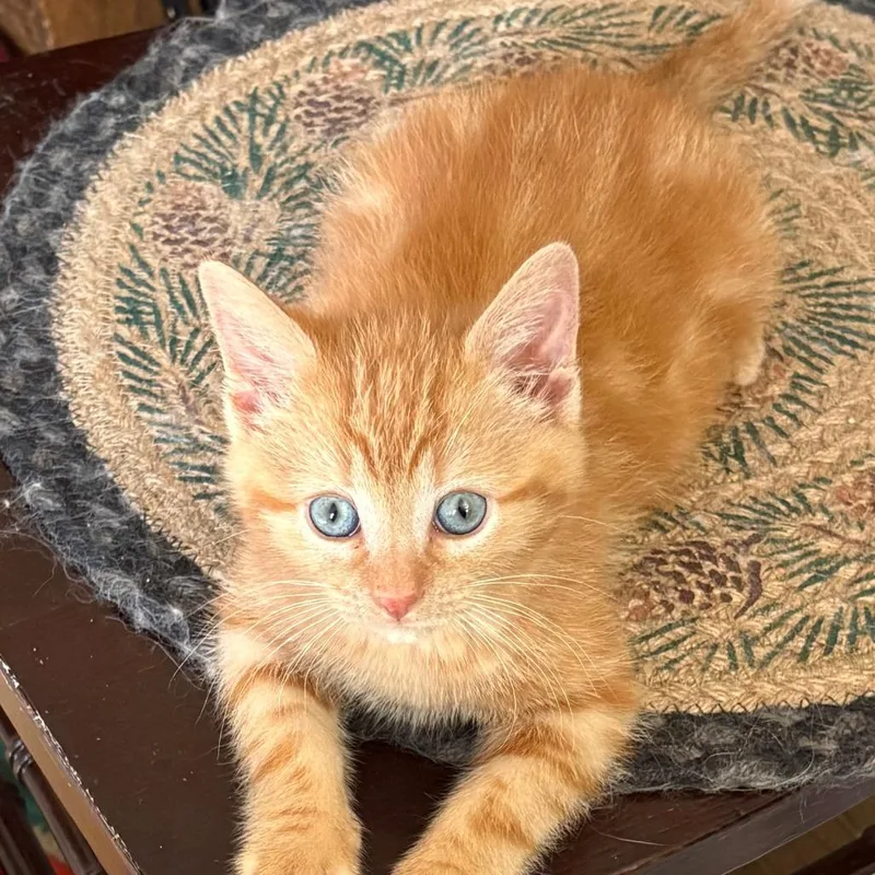 A baby small-sized female Orange / Red Domestic Short Hair cat named Harmony for adoption in Waukesha, WI