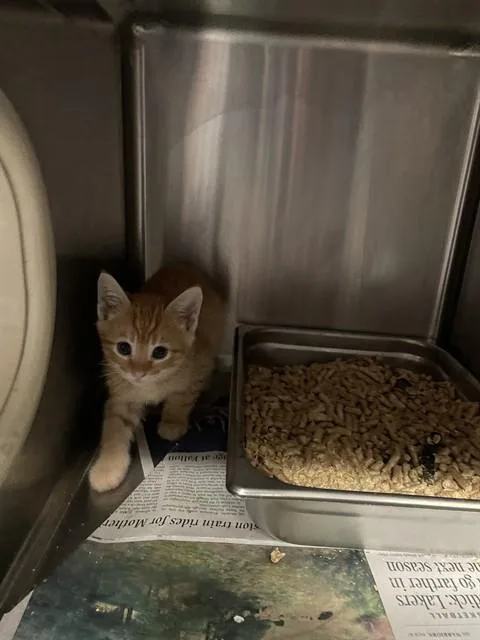 A baby small-sized male Domestic Short Hair cat named Jessie for adoption in Stockton, CA