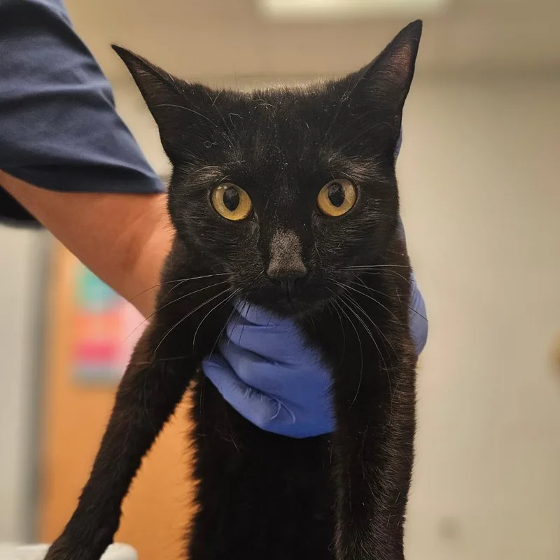 An adult medium-sized female Black Domestic Short Hair cat named Easton for adoption in Birdsboro, PA
