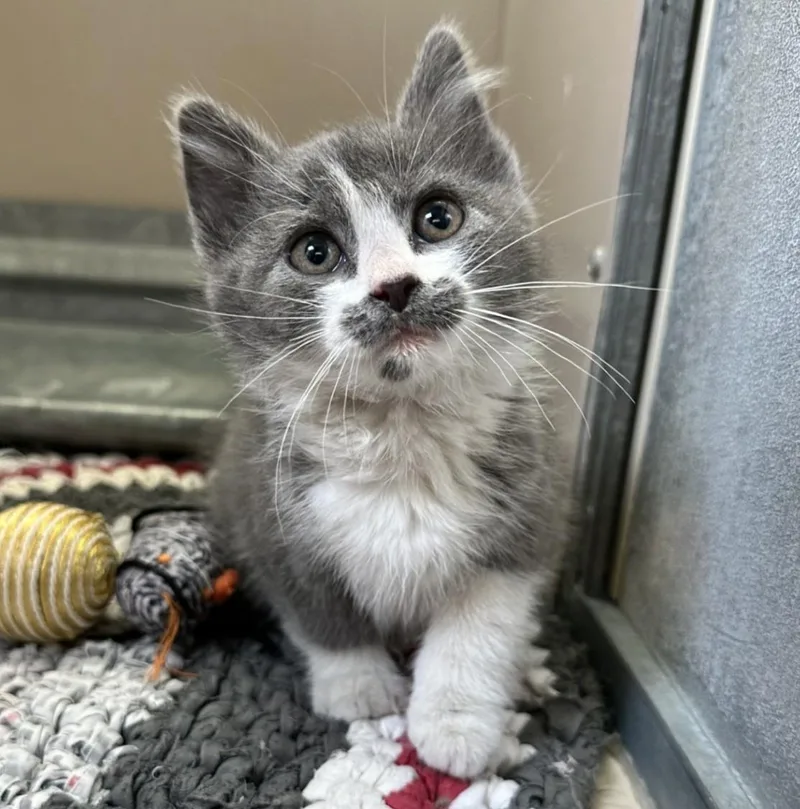A young small-sized female Gray & White Domestic Short Hair cat named 61163123 for adoption in Elko, NV