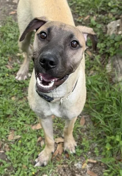 An adult medium-sized male Shepherd dog named Boone for adoption in San Antonio, TX