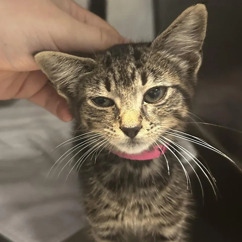 A baby small-sized female Gray / Blue / Silver Domestic Short Hair cat named Yelp for adoption in Chattanooga, TN