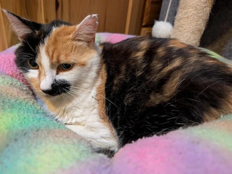 An adult medium-sized female Black & White / Tuxedo Domestic Short Hair cat named KiKi for adoption in Westfield, WI