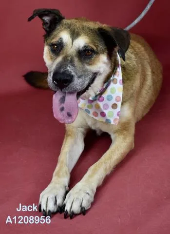 A senior medium-sized male Tricolor (Brown, Black, & White) Shepherd dog named Jack for adoption in Thousand Oaks, CA