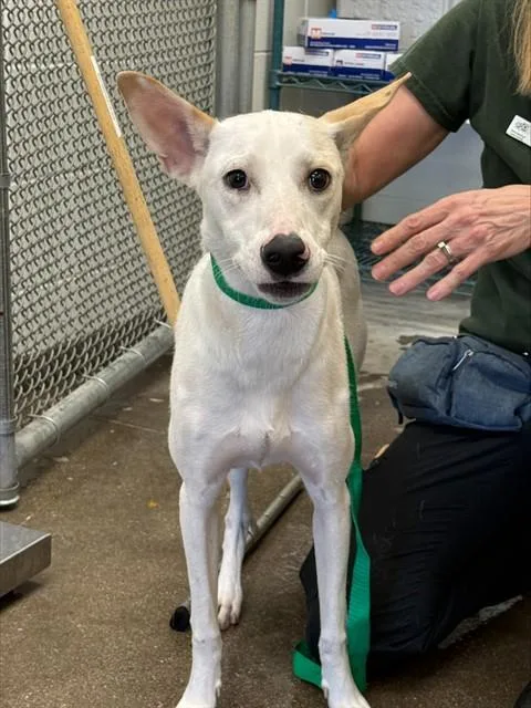 A young medium-sized female Carolina Dog dog named Snow White for adoption in Tucson, AZ