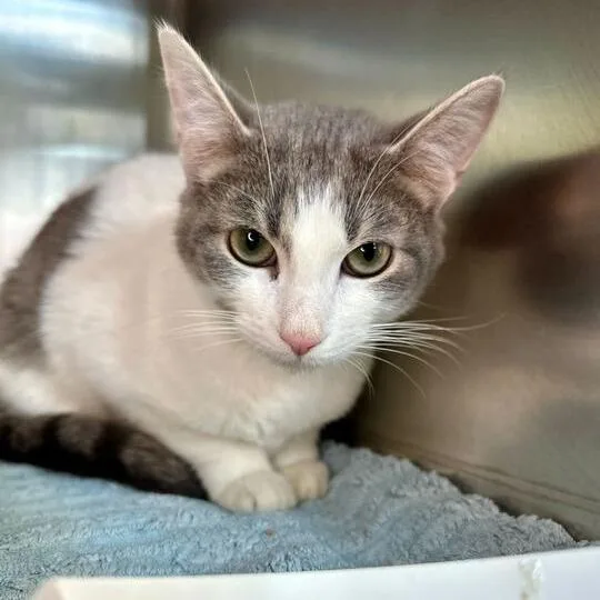 An adult medium-sized male White Domestic Short Hair cat named Mike for adoption in Matteson, IL
