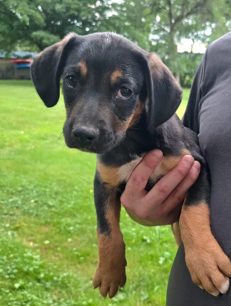 A baby medium-sized male Tricolor (Brown, Black, & White) Mountain Cur dog named Rugar for adoption in Salamanca, NY
