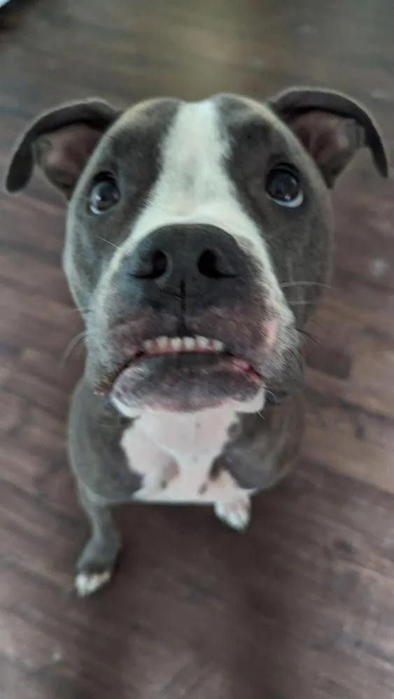 CD:Ruger