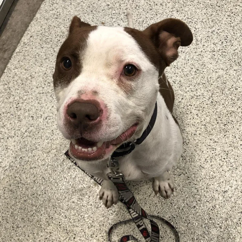An adult medium-sized male Red / Chestnut / Orange Mixed Breed dog named Ranger Rick for adoption in Oak Park, IL