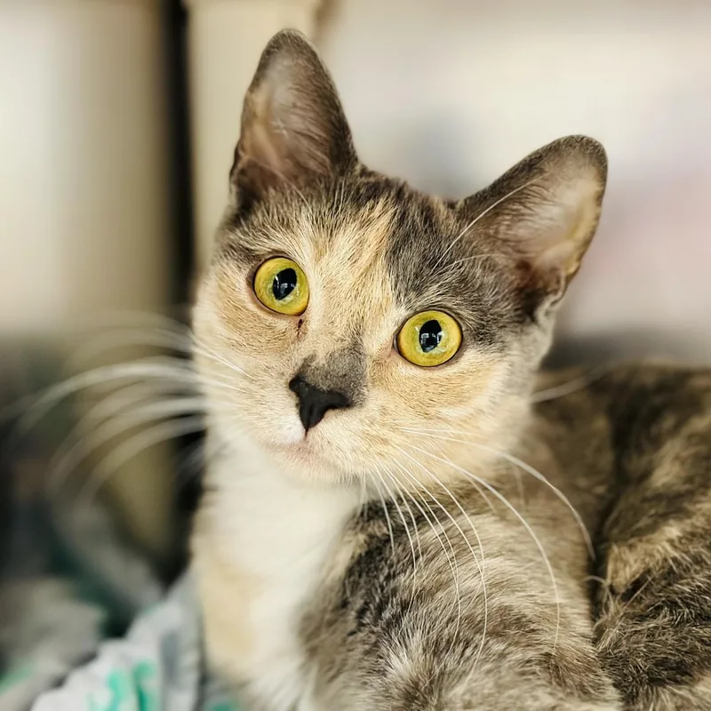 An adult medium-sized female Dilute Tortoiseshell Domestic Short Hair cat named Fern for adoption in Manahawkin, NJ