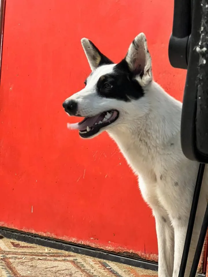 A young medium-sized male Border Collie dog named Tony for adoption in Shreveport, LA