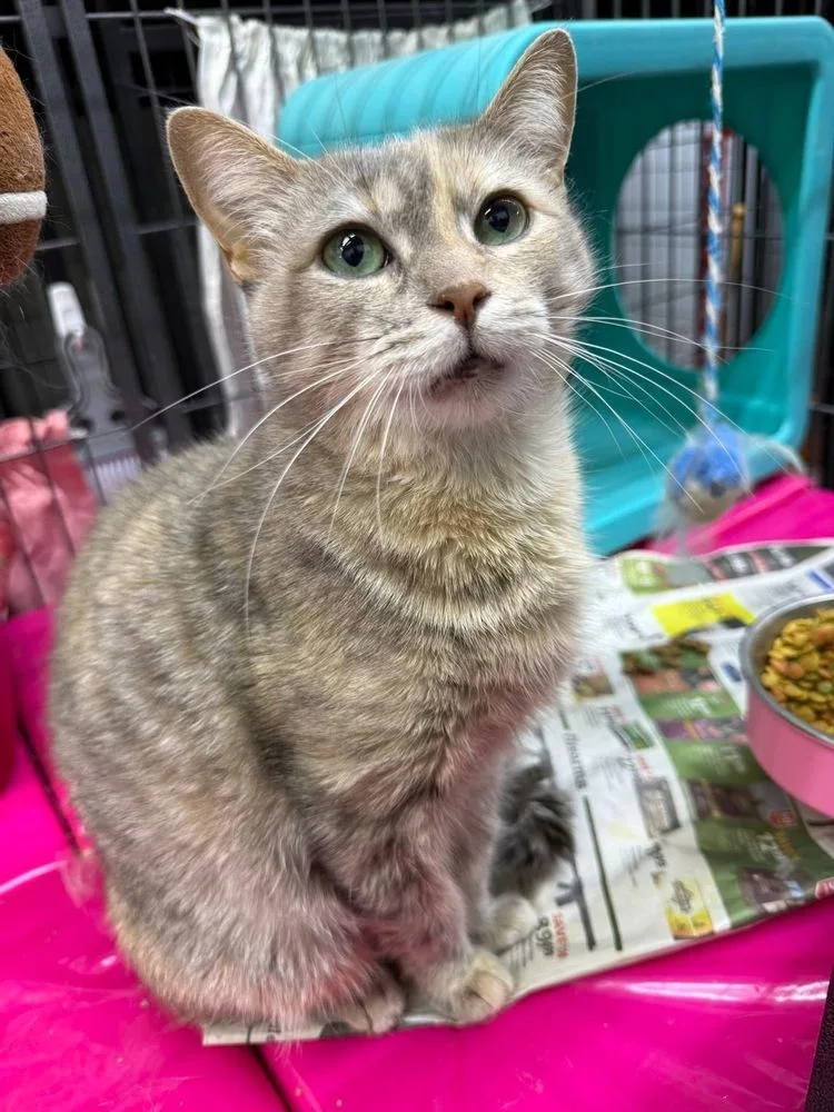 Confetti thumbnail 2