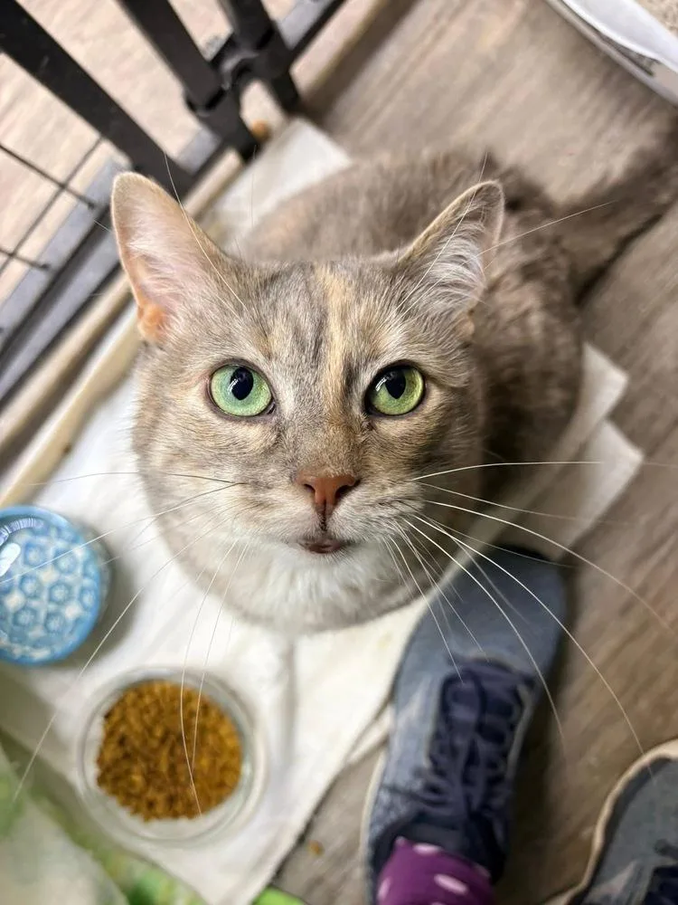 Confetti thumbnail 4