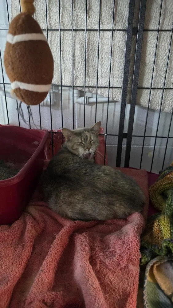 Confetti thumbnail 5