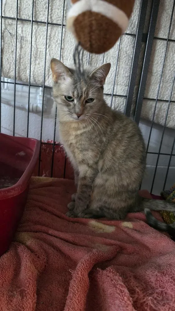 Confetti thumbnail 6