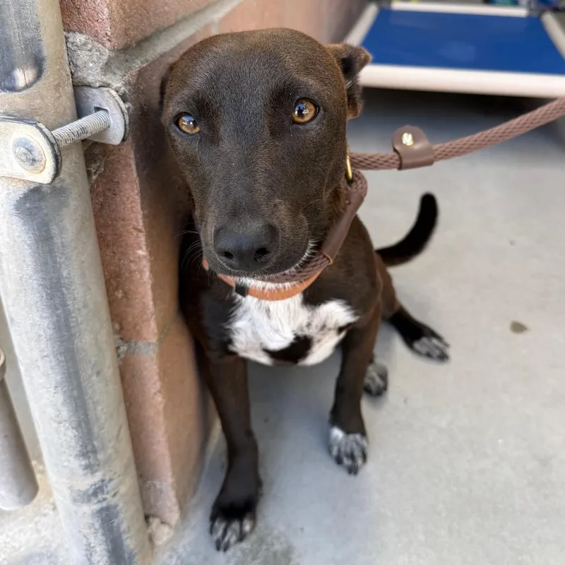 A young small-sized female Brown / Chocolate Chihuahua dog named Pearl for adoption in Santa Barbara, CA