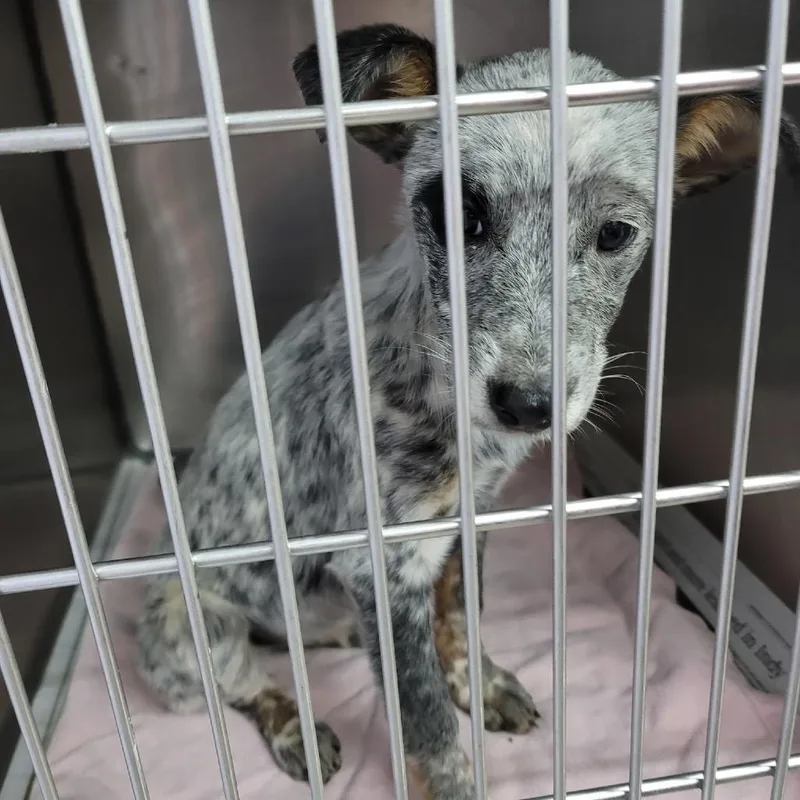A baby small-sized female Black Mixed Breed dog named Fallon for adoption in Valley, AL