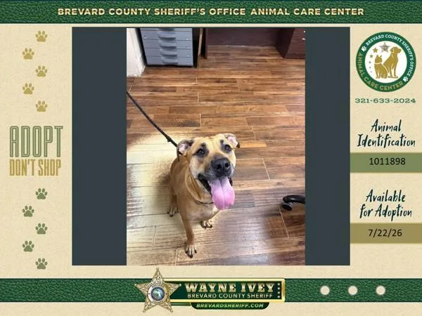 An adult medium-sized female Mixed Breed dog named Kyra for adoption in Melbourne, FL