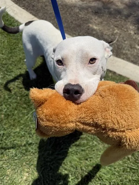 A young large-sized female White / Cream American Staffordshire Terrier dog named Autumn  URGENT for adoption in Thousand Oaks, CA