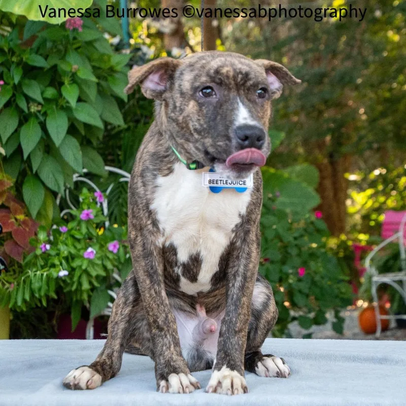 A baby small-sized male Brindle Pit Bull Terrier dog named Beetlejuice for adoption in Wake Forest, NC