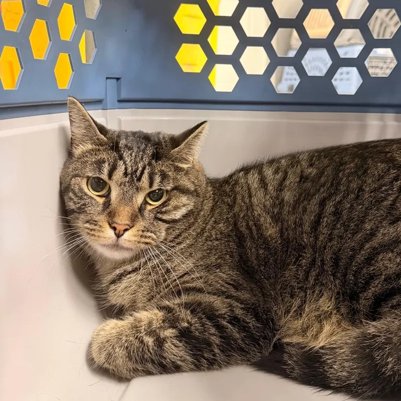 An adult large-sized male Brown / Chocolate Domestic Short Hair cat named Webb for adoption in Indianapolis, IN