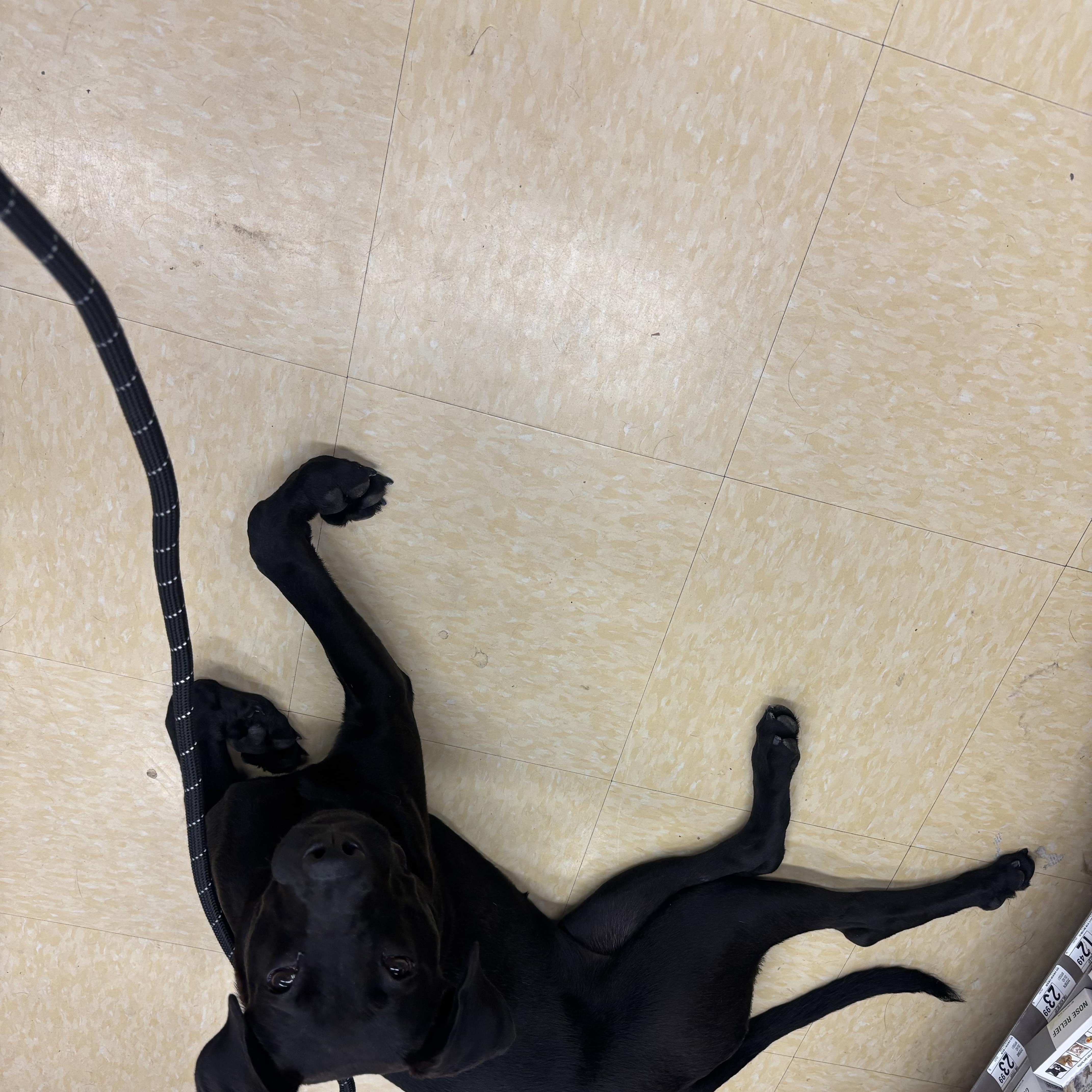 A baby large-sized female Black Labrador Retriever dog named Ava for adoption in Cranston, RI