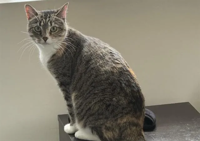 A senior small-sized female Domestic Short Hair cat named Uma for adoption in Tucson, AZ