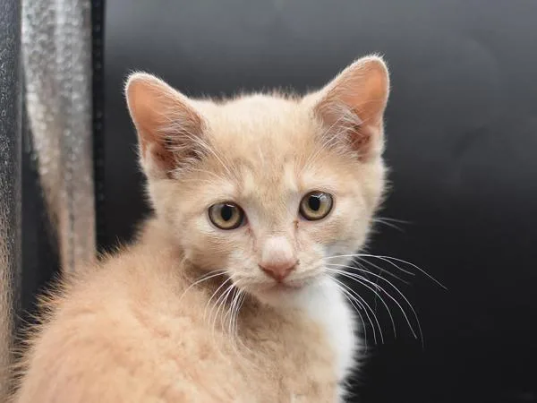 A baby small-sized female Domestic Short Hair cat named Flan for adoption in Portland, OR